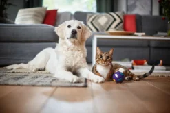 Philips Performer Silent Beutel Staubsauger, Allergiefilter, 99.9 % Staubaufnahme, 750 W, Rot (FC8784/09) -Reinigungsgeräte Laden 61aa25490620582b38c65594b7bb9ff5